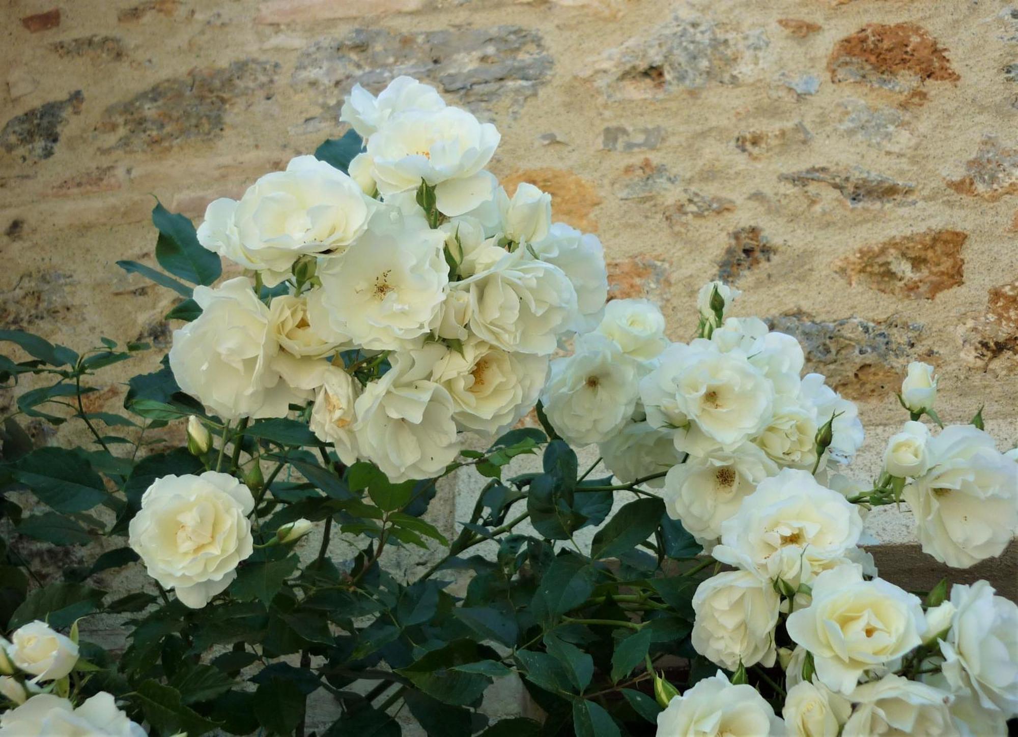 Fattoria Agriturismo Nerbona Casole dʼElsa Εξωτερικό φωτογραφία