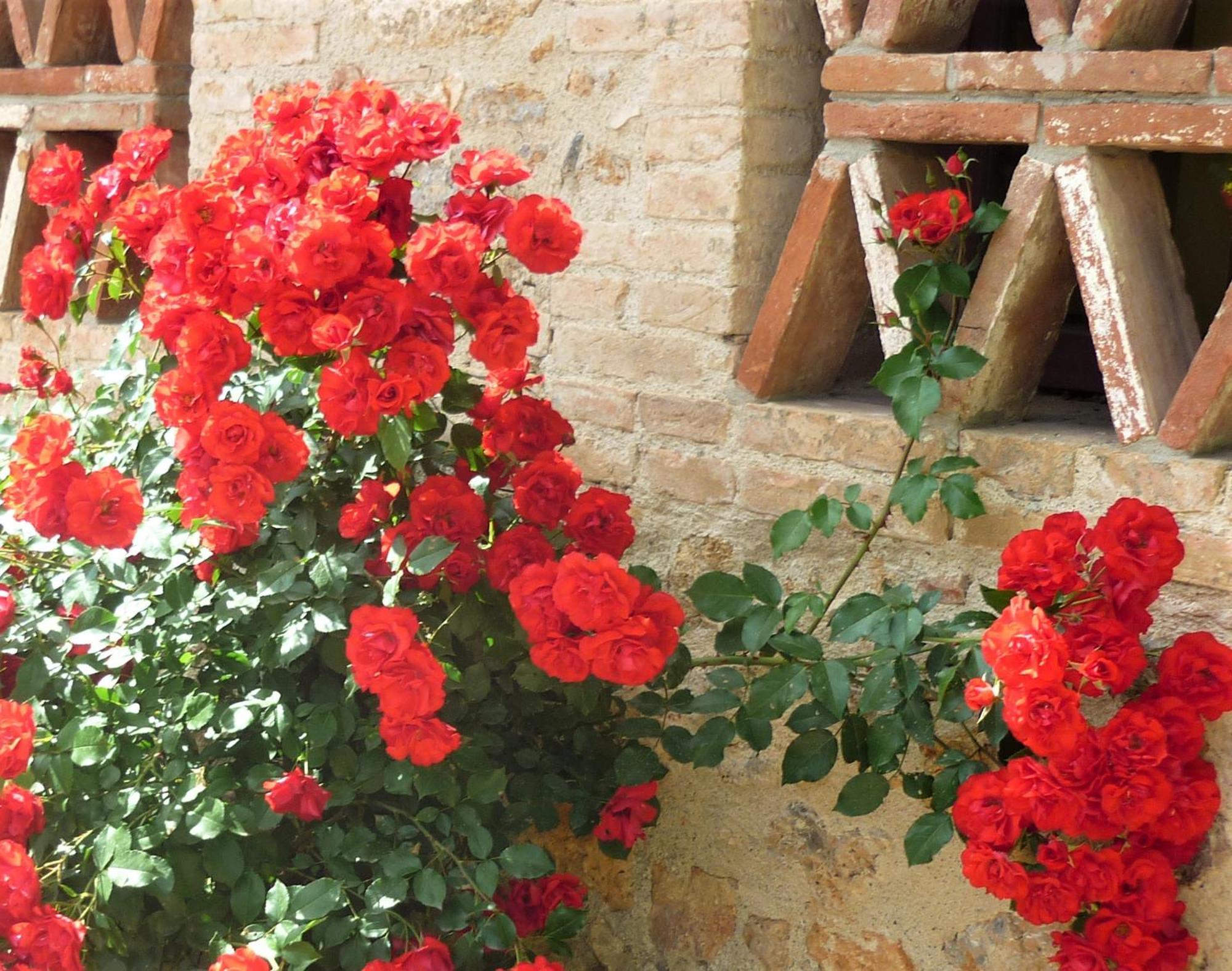 Fattoria Agriturismo Nerbona Casole dʼElsa Εξωτερικό φωτογραφία