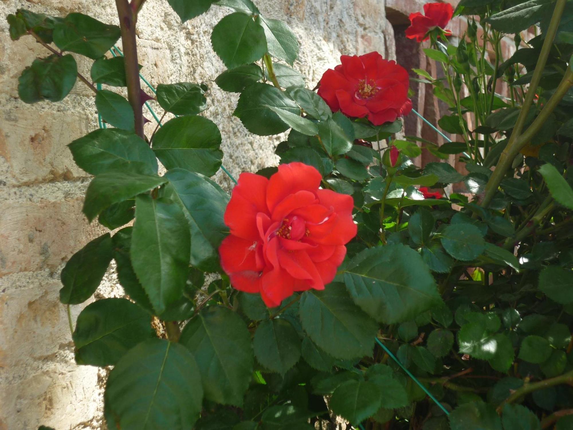 Fattoria Agriturismo Nerbona Casole dʼElsa Εξωτερικό φωτογραφία